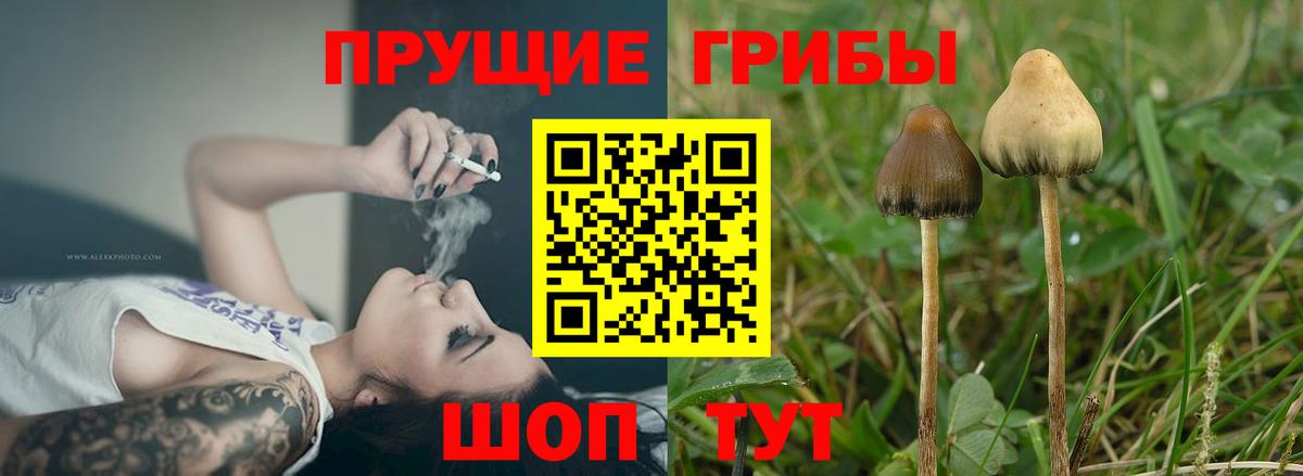 Псилоцибиновые грибы GOLDEN TEACHER  Псилоцибиновые грибы Psilocybine cubensis  Вход с VPN  Всеволожск 